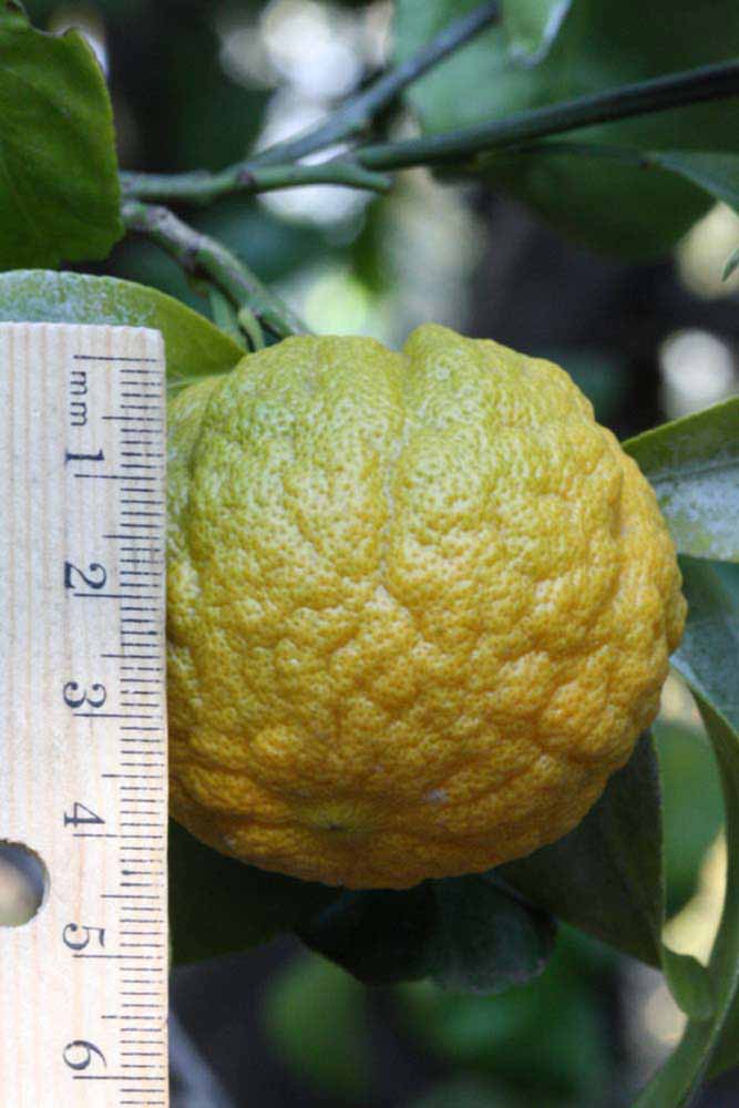              Fruit of  Citrus limon      x  Poncirus   trifoliata                      (1449, Riverside,   CA)       